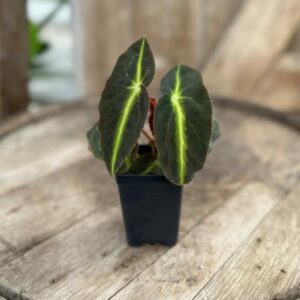 Begonia Listada 2.5″