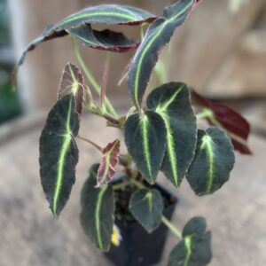 Begonia listada 2.5″