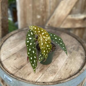 Begonia Maculata “Polka Dot” 4.5″