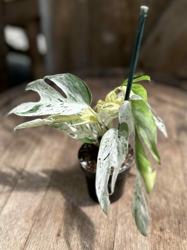 Epipremnum Pinnatum Marble variegated –