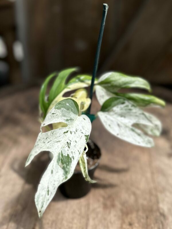 Epipremnum pinnatum 'Marble' (4″ pot) – Gardino Nursery