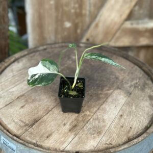 Epipremnum Pinnatum (variegated) 2.5″