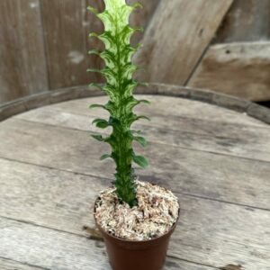 Euphorbia ‘Mint Creme’ 3″