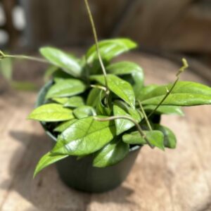 Hoya crassipetiolata 6″