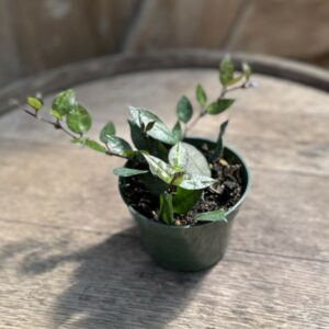 Hoya krohniana ‘Black’ 4″