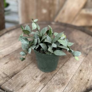 Hoya krohniana ‘Silver’ 4″