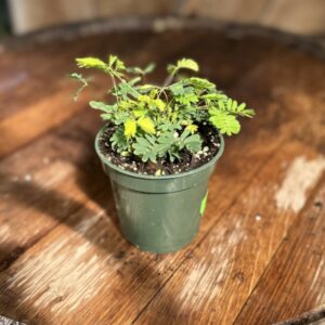 Mimosa “Sensitive Plant” 3.5″