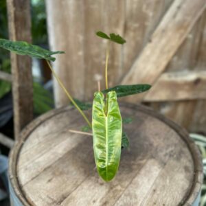 Philodendron Billietiae 3.5″