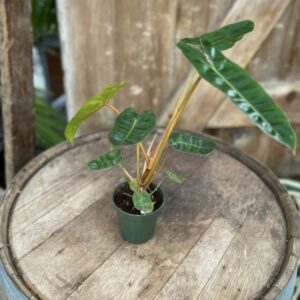 Philodendron Billietiae 3.5″