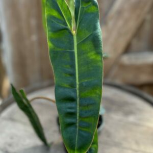 Philodendron billietiae 3.5″
