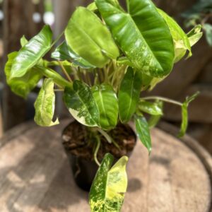 Philodendron ‘Burle Marx’ (variegated) 6″