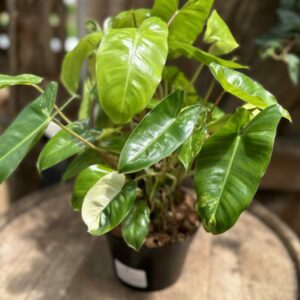 Philodendron ‘Burle Marx’ (variegated) 6″
