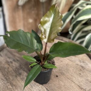 Philodendron ‘Chocolate Empress’ 4″