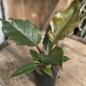 Philodendron ‘Chocolate Empress’ 4″