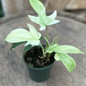 Philodendron ‘Florida Ghost’ 3.5″