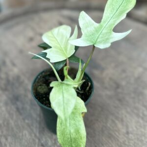 Philodendron ‘Florida Ghost’ 3.5″