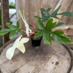 Philodendron “Florida Ghost” 4″