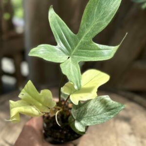 Philodendron ‘Florida Ghost’ (Mint) 4″