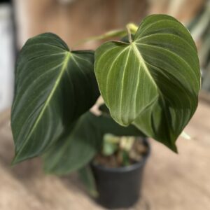 Philodendron glorious 4″