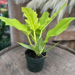 Philodendron ‘Golden Saw’ 4.5″