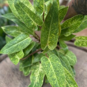 Philodendron ‘Painted Lady’ 4.5″