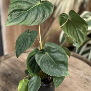 Philodendron pastazanum ‘Silver’ 4″