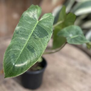 Philodendron ‘Paraiso Verde’ 4″