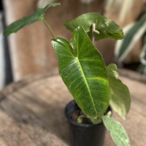 Philodendron ‘Paraiso Verde’ 4″