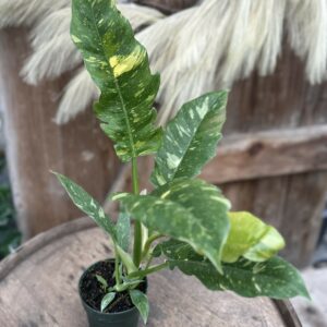 Philodendron ‘Ring of Fire’ 4.5″