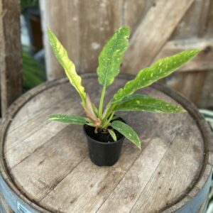 Philodendron “Ring of Fire” 4″
