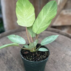 Philodendron ‘Snowdrift’ 4.5″