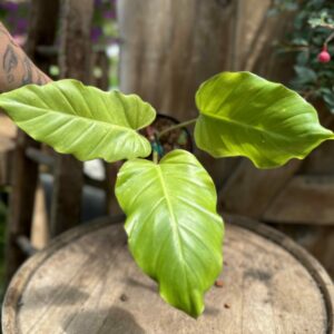 Epipremnum pinnatum variegated — Ecuagenera USA Corp