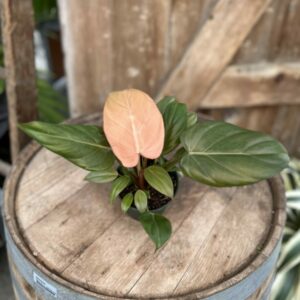 Philodendron ‘Summer Glory’ 4″