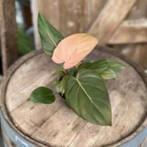 Philodendron ‘Summer Glory’ 4″