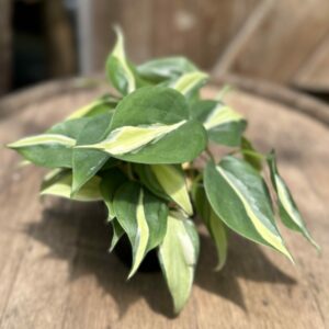 Philodendron ‘Silver Stripe’ 4″