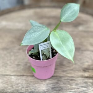 Philodendron ‘Silver Sword’ 3″