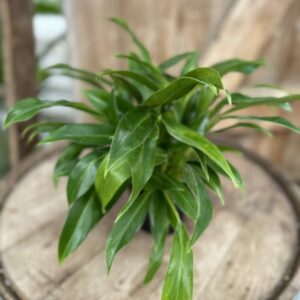 Philodendron “Wend-imbe” 4″