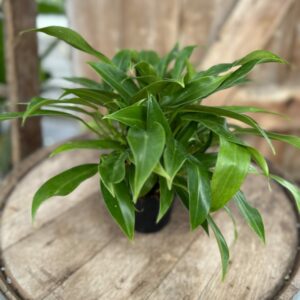 Philodendron “Wend-imbe” 4″