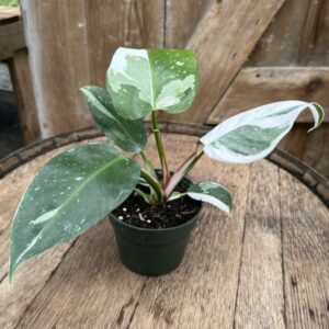 Philodendron ‘White Princess’ 4.5″