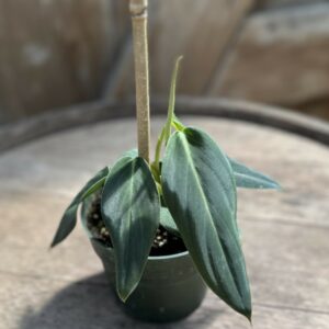 Philodendron gigas 4.5″