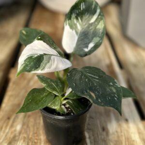 Philodendron ‘White Wizard’ 4″