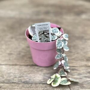 String of Hearts (variegated) 3″