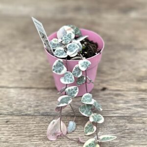 String of Hearts (variegated) 3″
