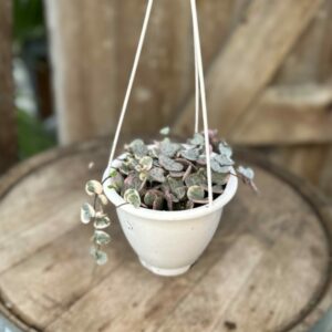 String of Hearts Variegated 4.5″ HB