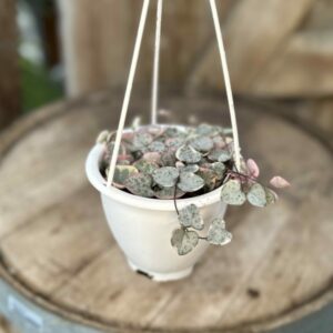 String of Hearts (variegated) 4.5″ HB