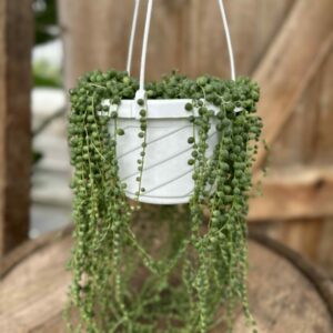 String of Pearls 6″ HB