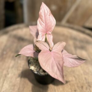 Syngonium ‘Pink Perfection’ 4″