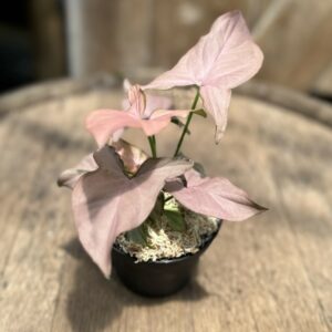 Syngonium ‘Pink Perfection’ 4″