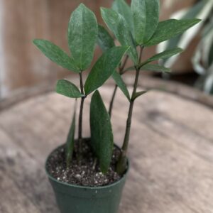 Zamioculcas zamiifolia ‘Nova Star’ 4″