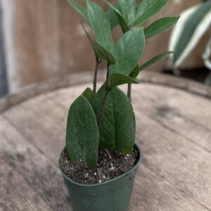 Zamioculcas zamiifolia ‘Nova Star’ 4″